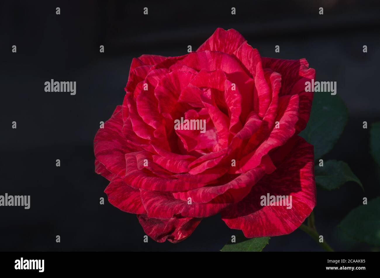 Colorful bush of striped roses in the garden. Red roses with white