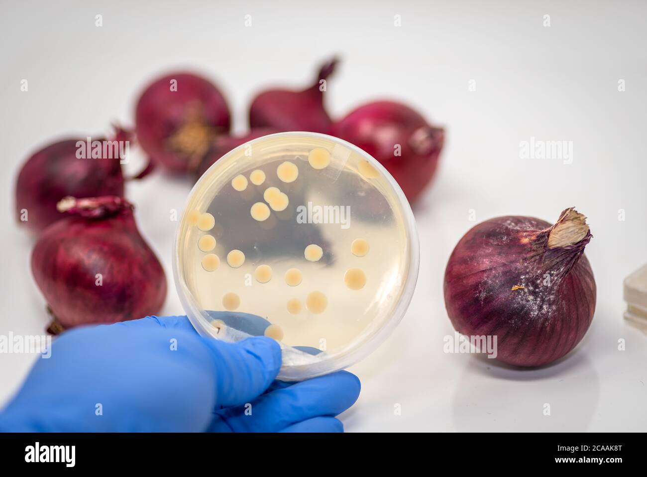 Pathogenic E coli/ Salmonella contamination in red onion, culture plate showing bacterial colony isolated from contaminated red onion Stock Photo