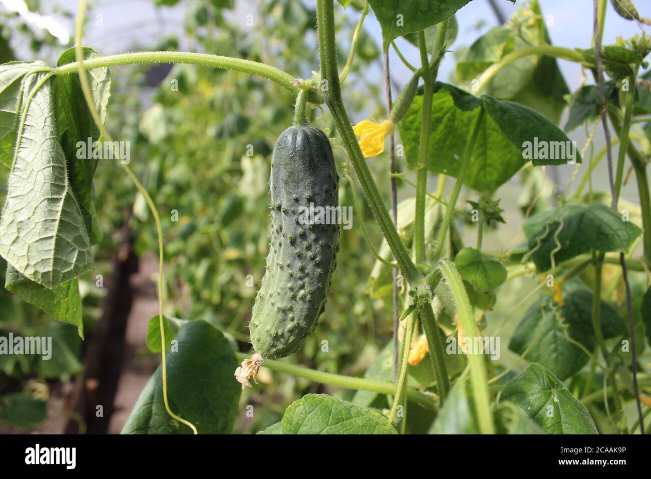 a young small cucumber grows on a branch in a greenhouse on the street in a garden plant growing gardening growing vegetables Stock Photo