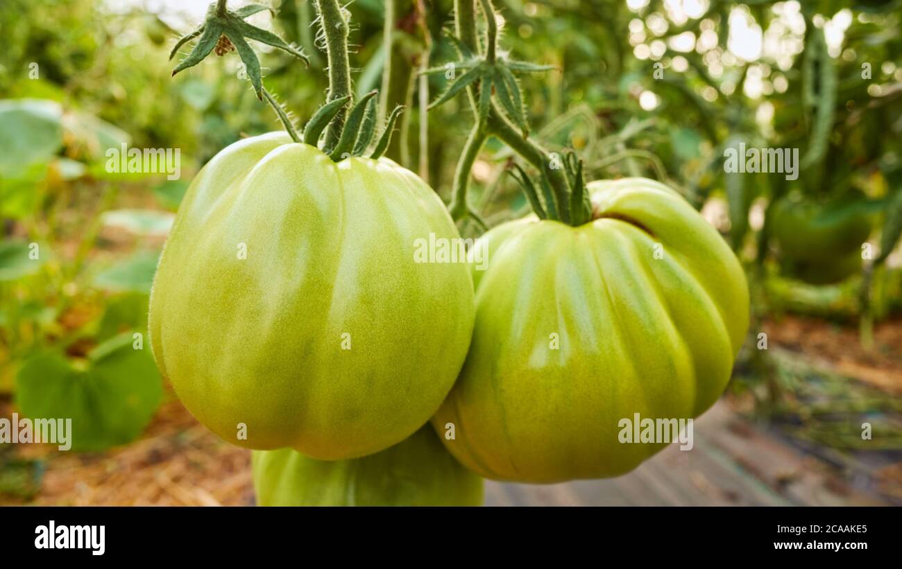 Ripening organic green tomatoes in a greenhouse, selective focus. Stock Photo