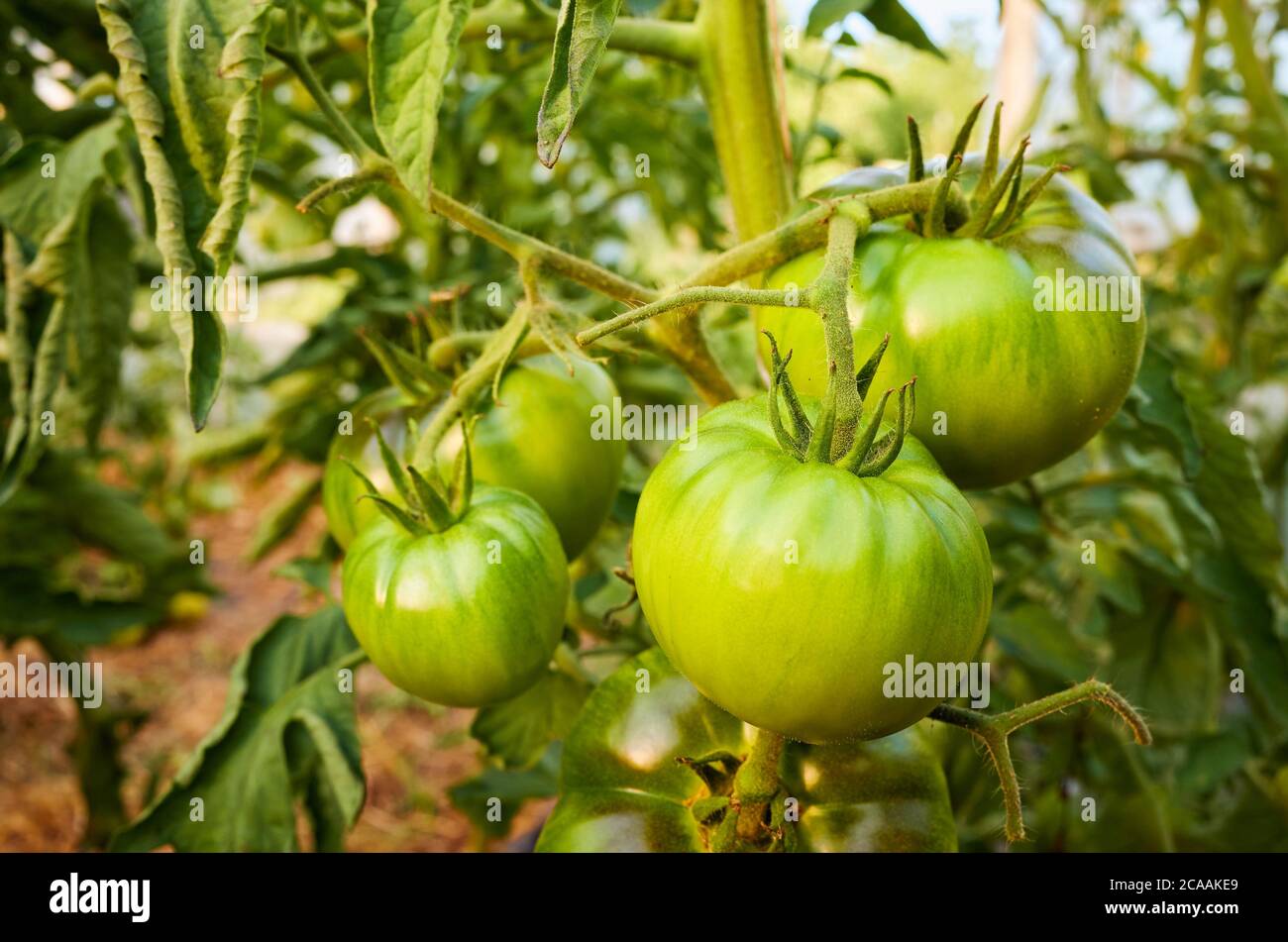 Ripening organic green tomatoes in a greenhouse, selective focus. Stock Photo