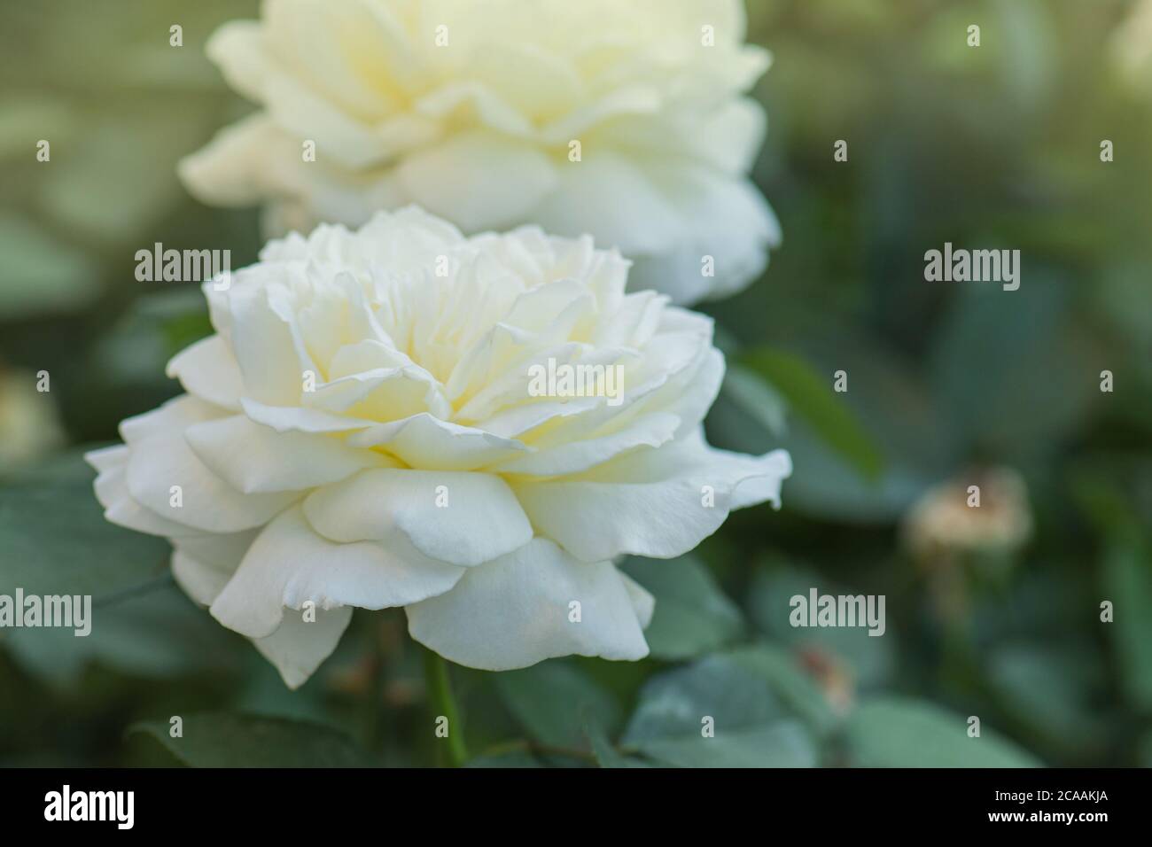 White roses blooms in the garden. White rose bush. White rose in a garden Stock Photo Alamy