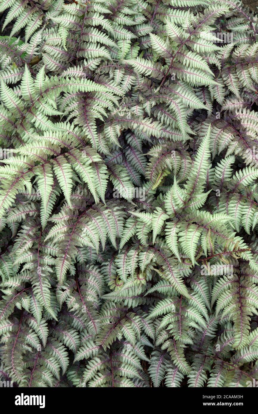 Ghost fern (Athyrium 'Ghost'). Hybrid between Japanese painted fern (Athyrium niponicum 'Pictum') and Lady fern (Athyrium filix-femina) Stock Photo