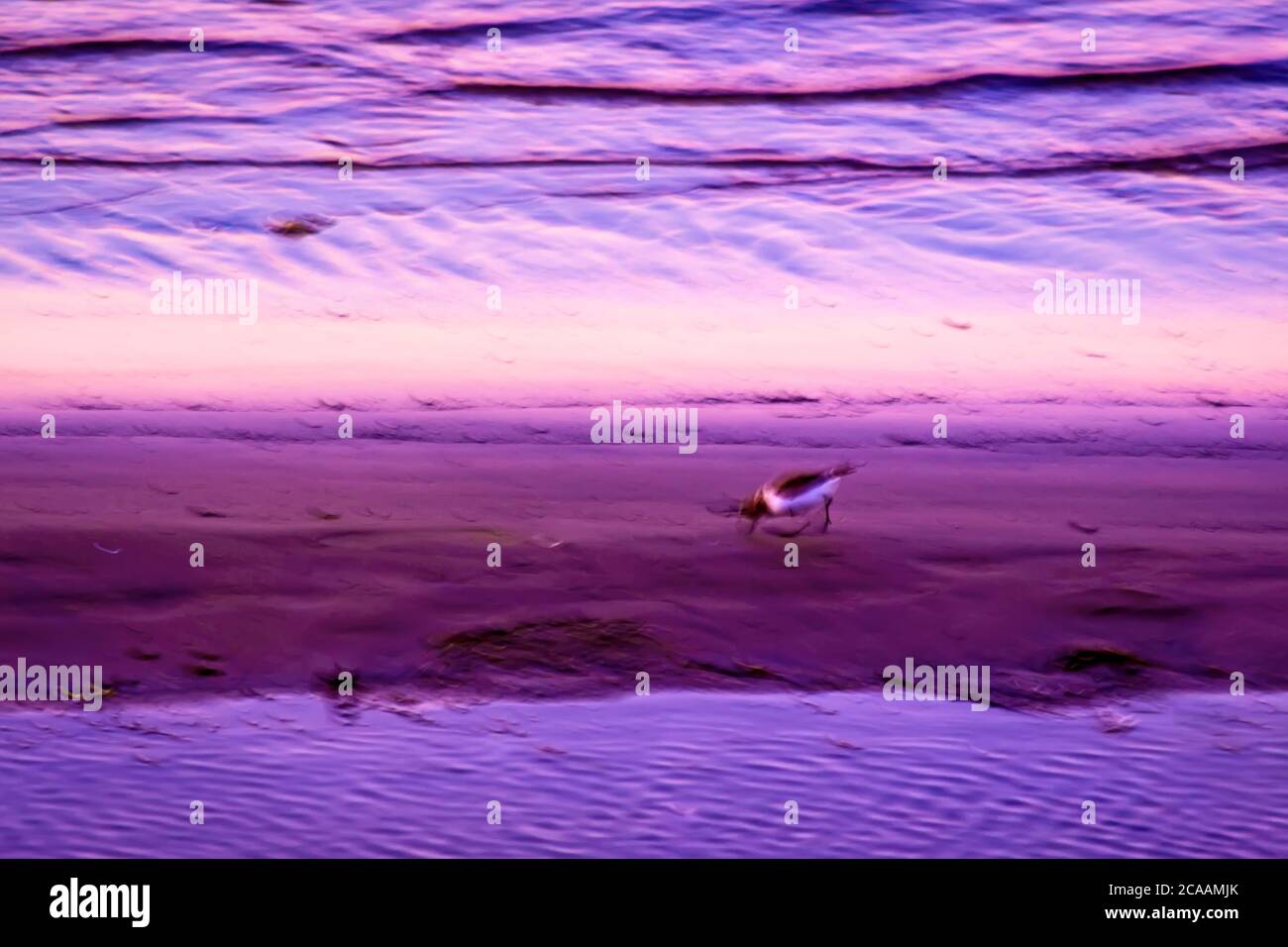 Nature and birds. Abstract nature. Motion blur Background. Blue purple ...
