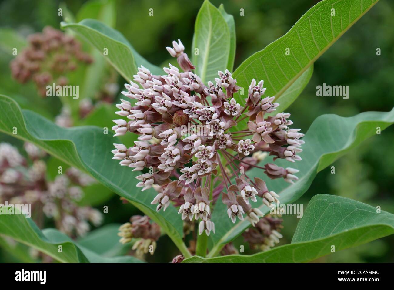 Common milkweed (Asclepias syriaca). Called Butterfly Flower, Silkweed ...