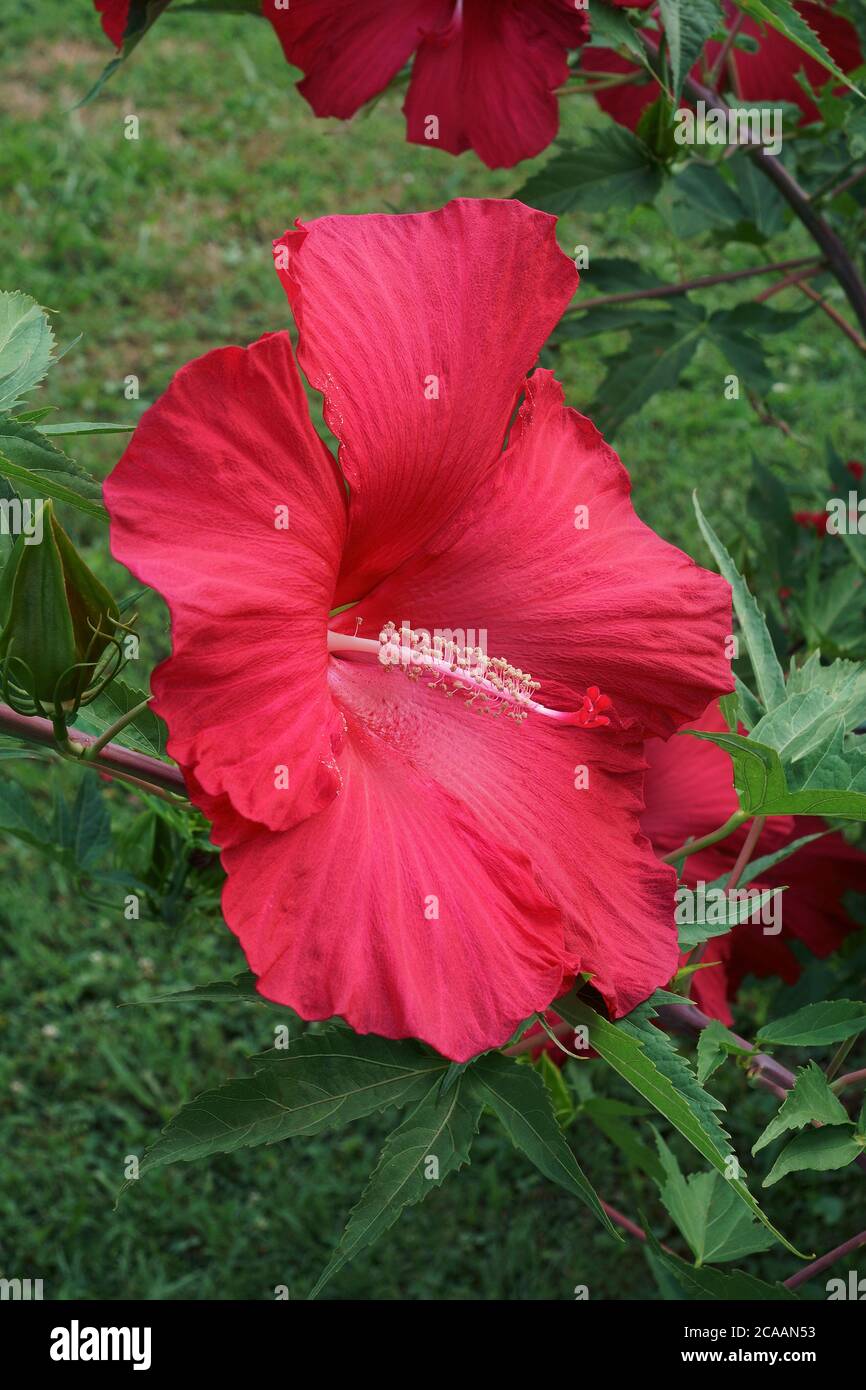 Lord Baltimore hardy hibiscus (Hibiscus ‘Lord Baltimore’ Stock Photo