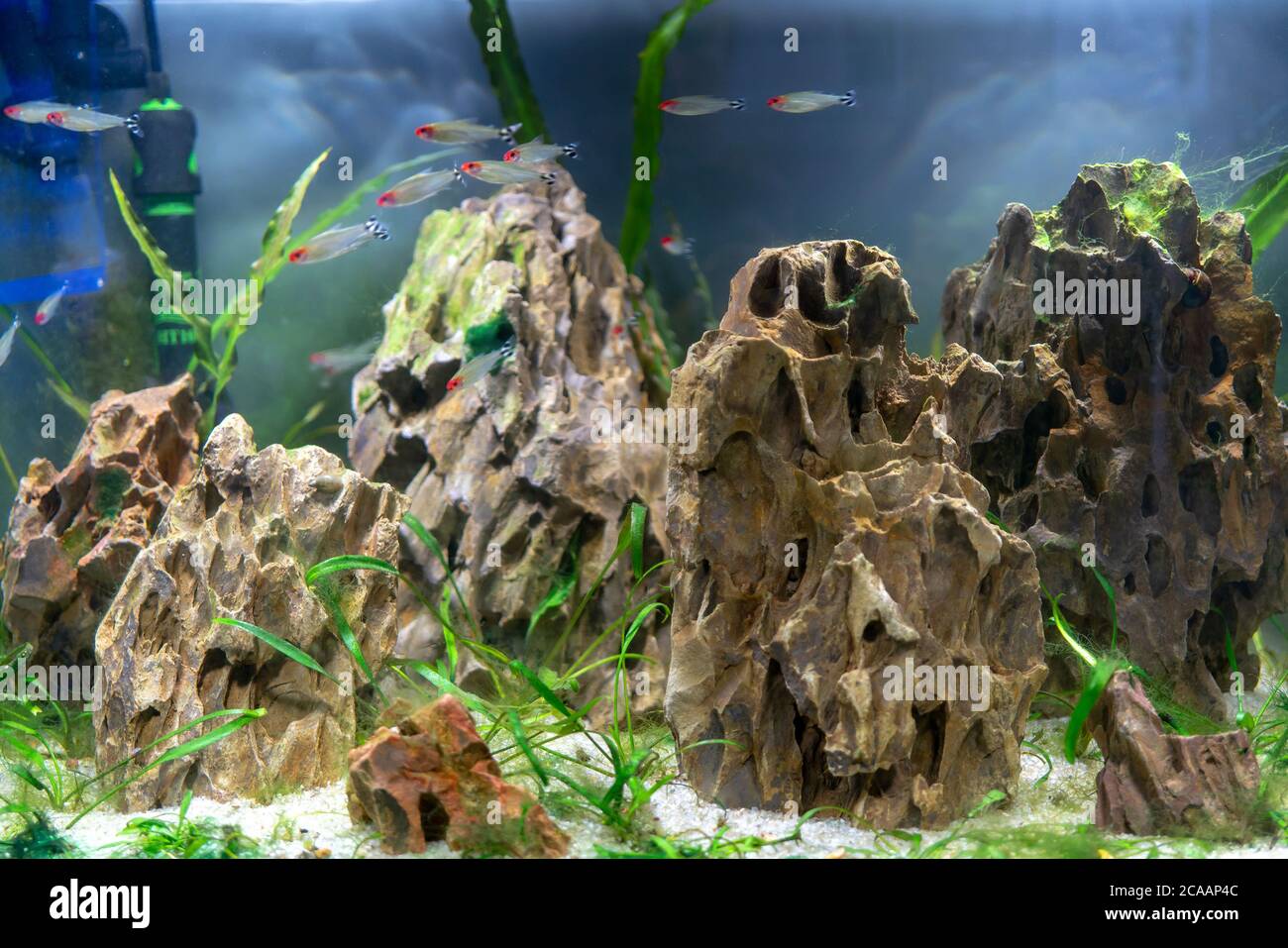 6500 Koleksi Dekorasi Aquarium Keren Terbaik