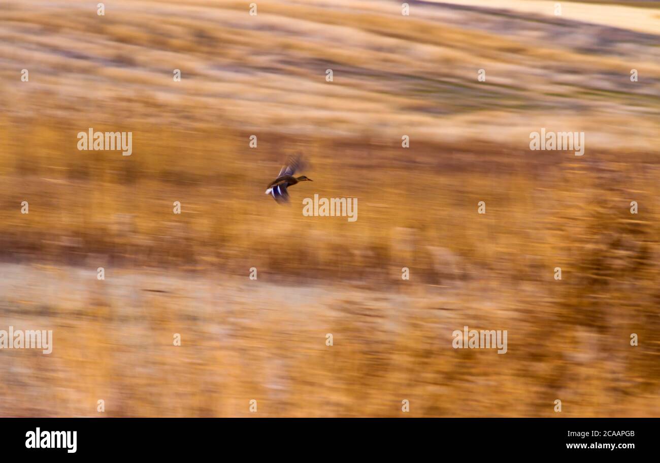 Flying birds. Motion blur background Stock Photo Alamy