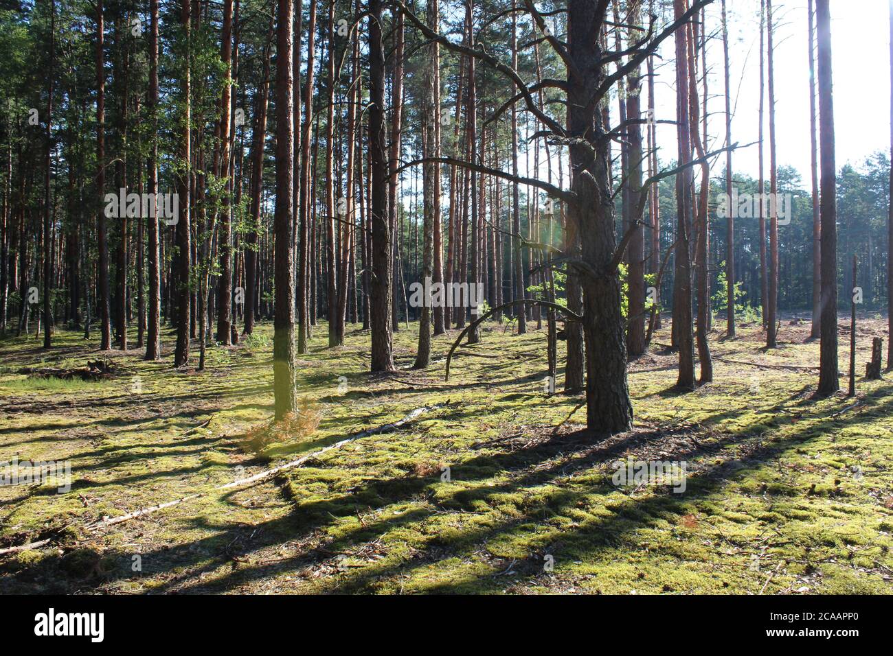 forest forest landscape high pines in straight rows behind the trees you can see a clearing with stumps the sun shines and the shadows fall in long sh Stock Photo