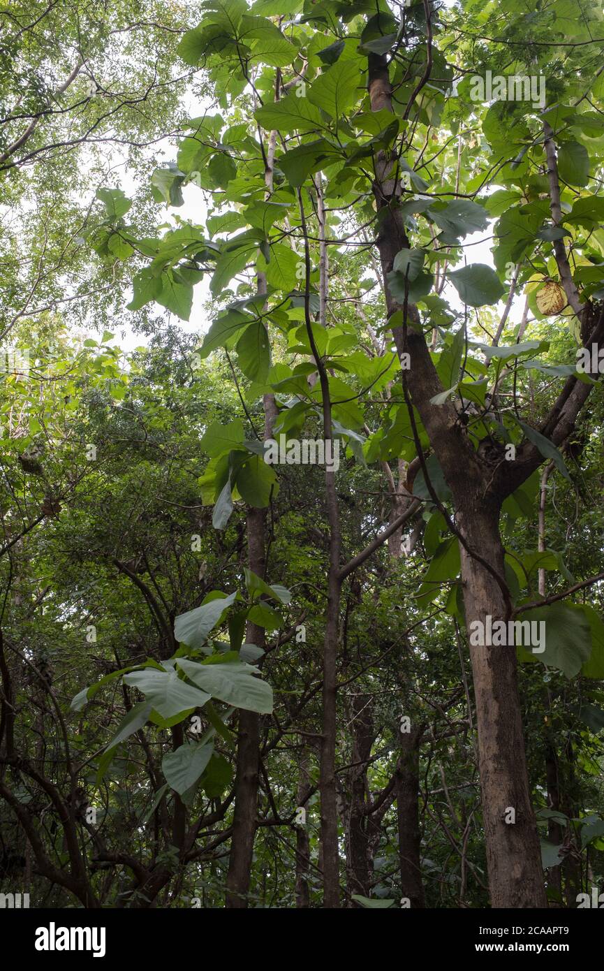 Teak Tree, Tectona grandis, Verbenaceae, Ouagadougou, Burkina Faso, Africa Stock Photo
