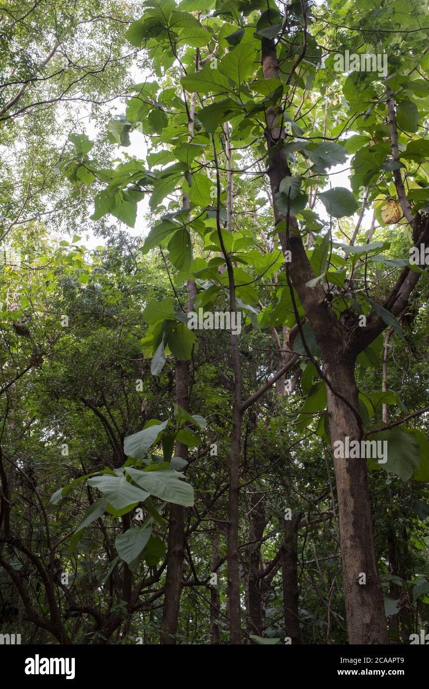 File:A teca (Tectona grandis) também chamada de teak ou djati é