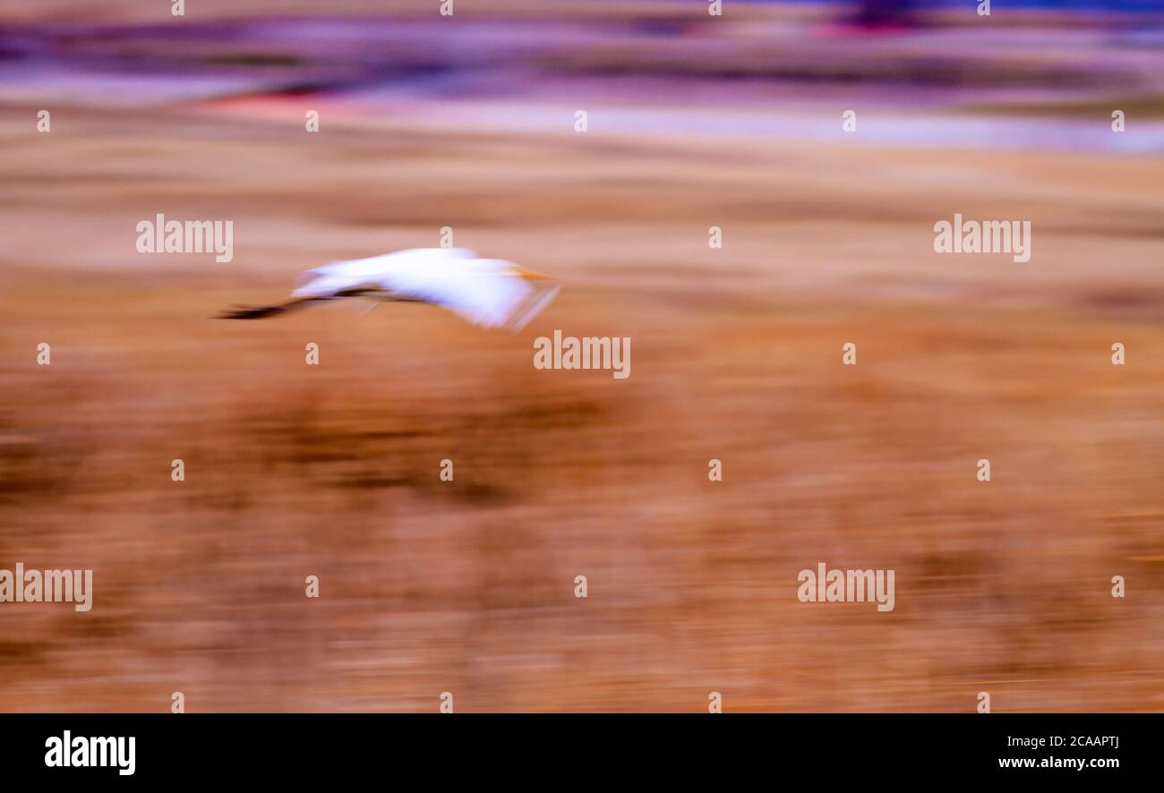 Flying bird. Motion blur background. Stock Photo