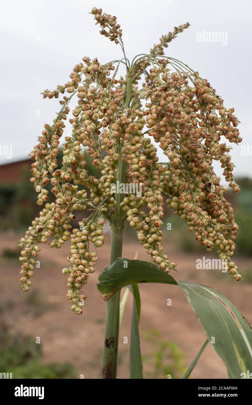 Sorghum, Sorghum sp., Poaceae,  Ouagadougou, Burkina Faso, Africa Stock Photo