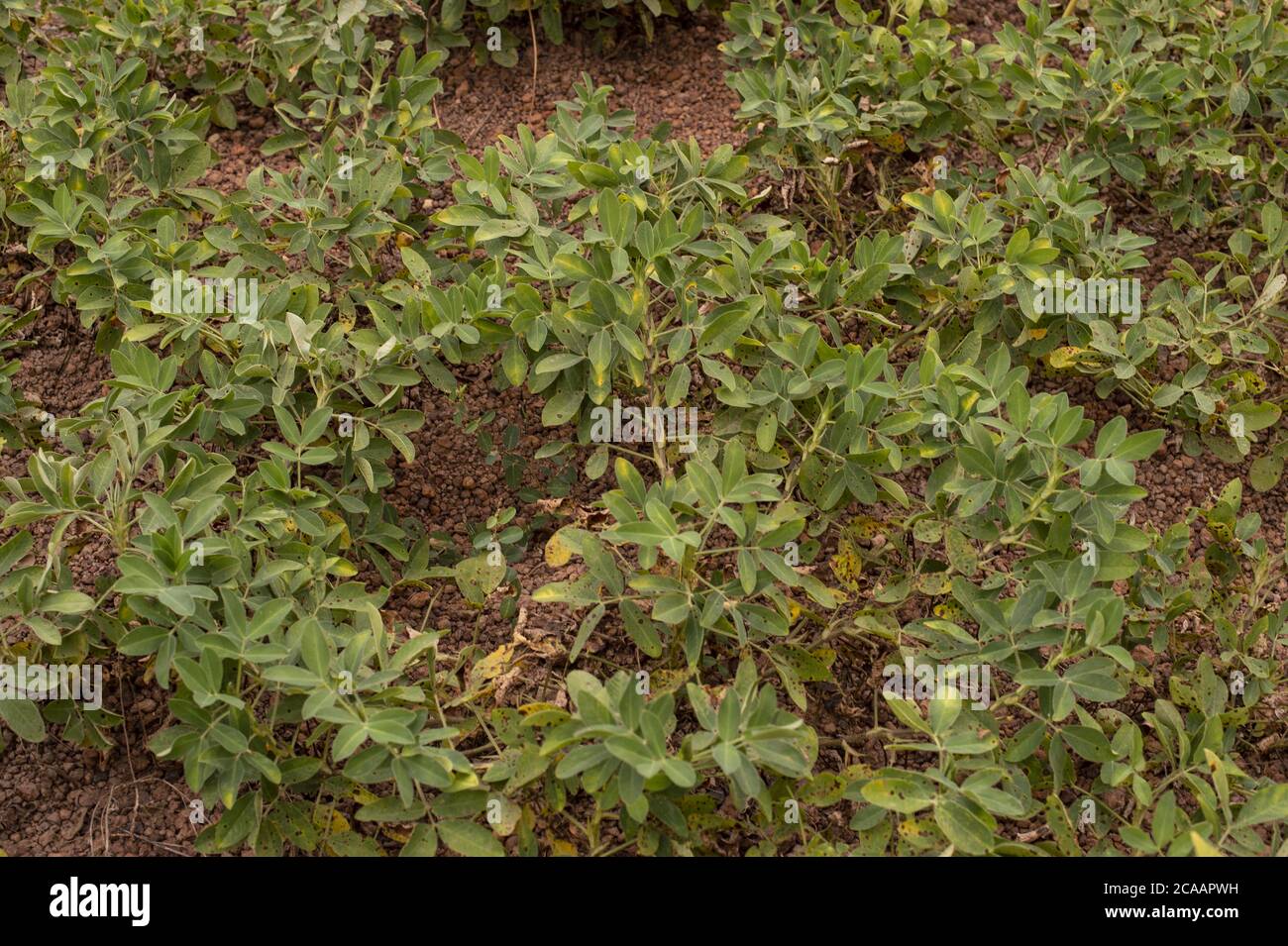 Harvesting peanuts, Arachis hypogaea, ‎Fabaceae, Ouagadougou, Burkina Faso, Africa Stock Photo
