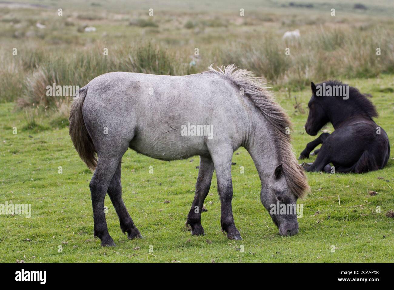 Mare and foal Stock Photo