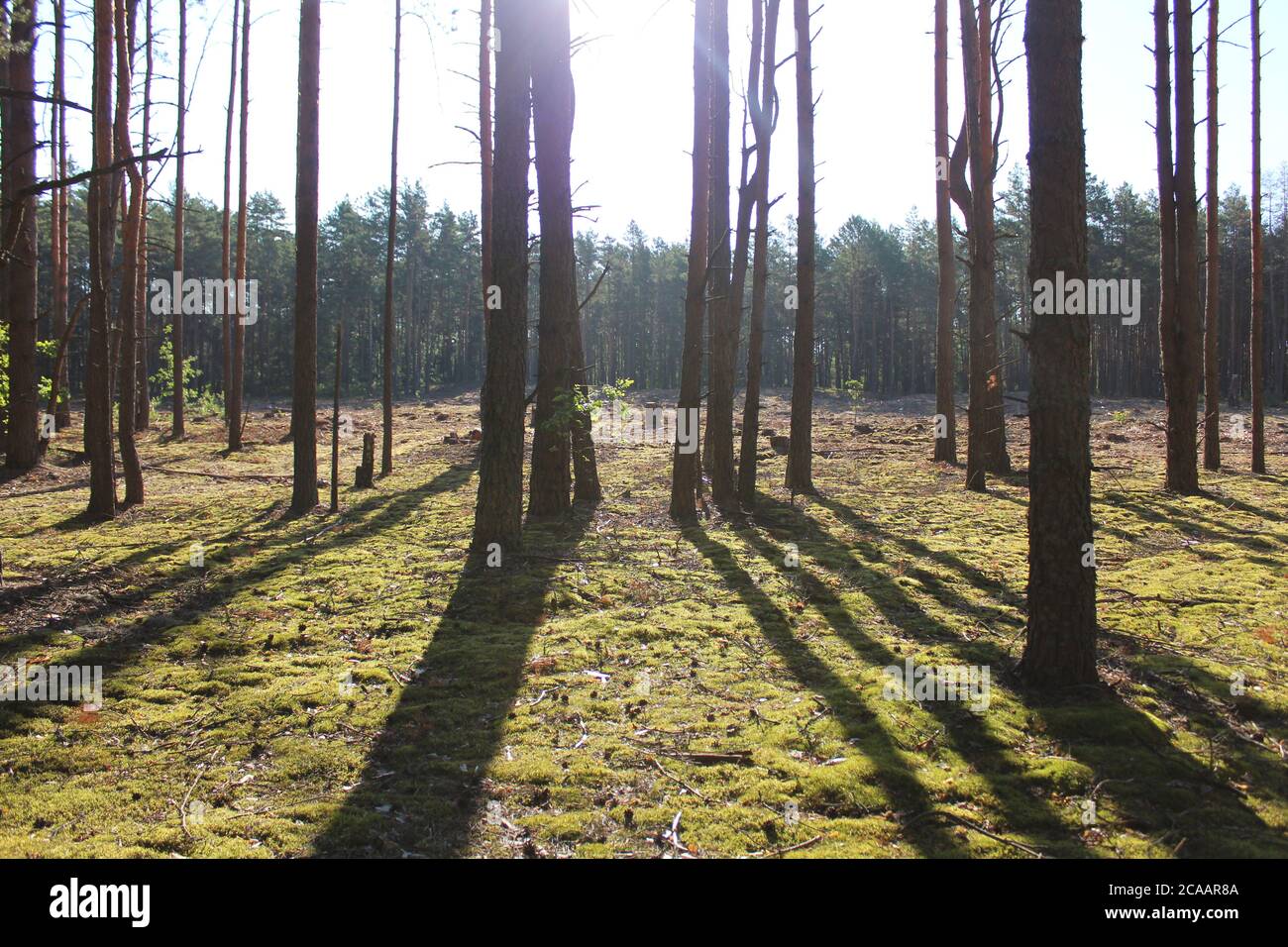 forest forest landscape high pines in straight rows behind the trees you can see a clearing with stumps the sun shines and the shadows fall in long sh Stock Photo