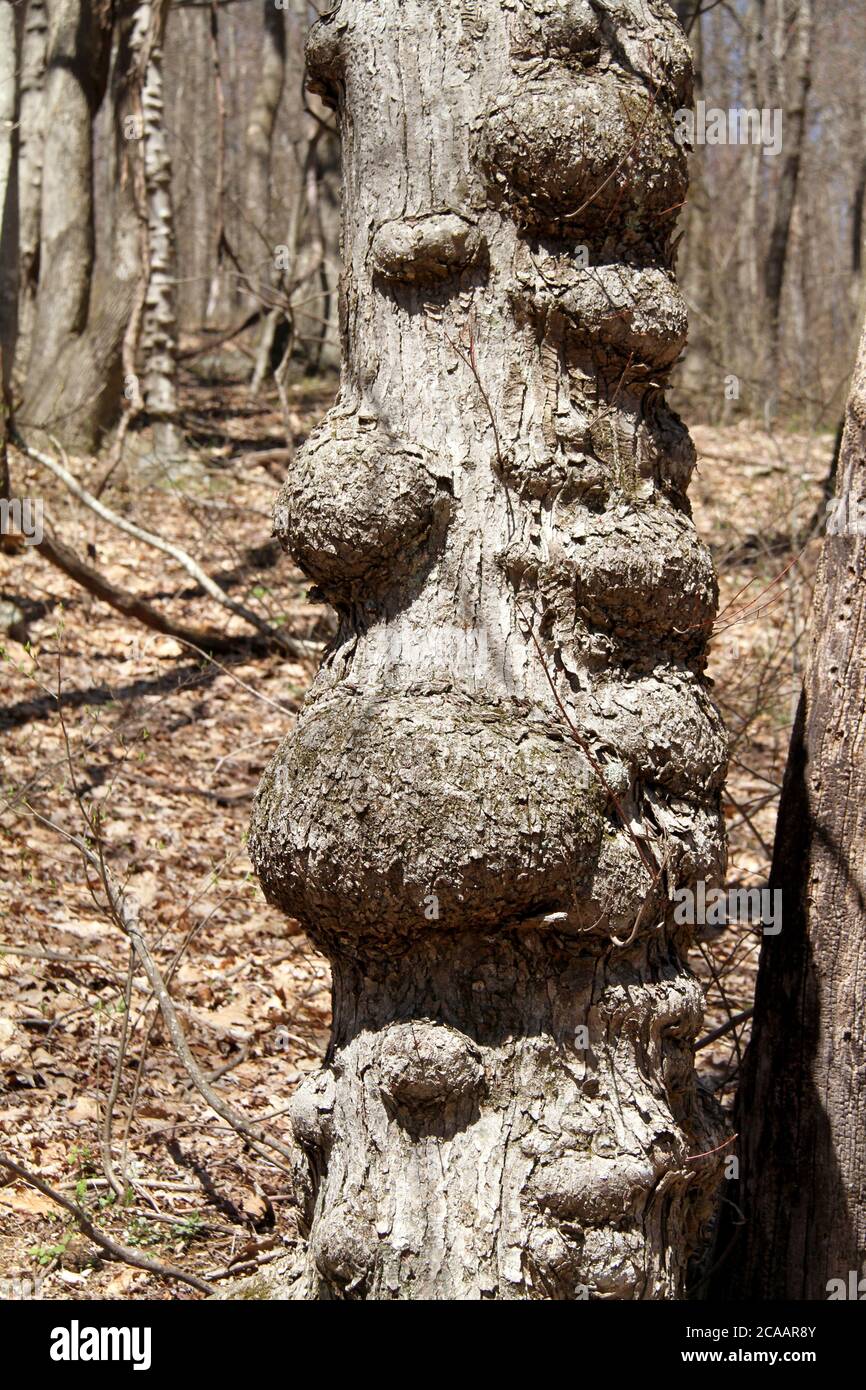 Multiple burls on a tree trunk Stock Photo