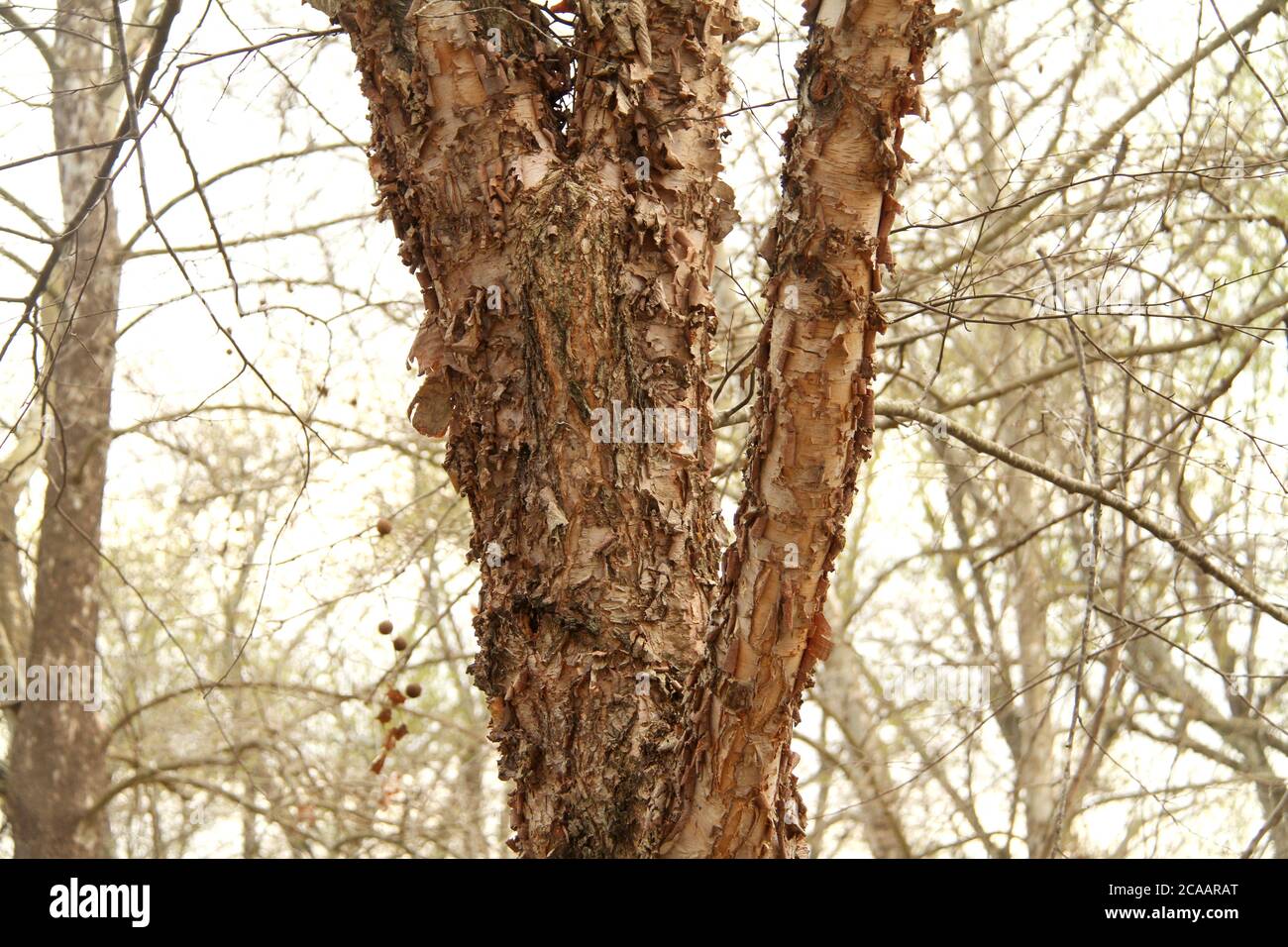 Close-up of exfoliating outer bark of a river birch tree Stock Photo