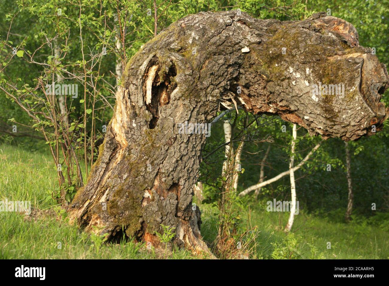 Oddly bent old dead tree Stock Photo