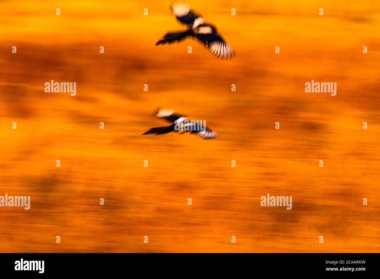Flying bird. Motion blur background Stock Photo Alamy