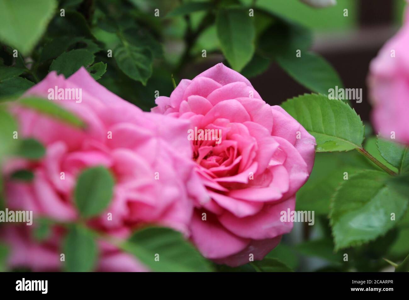 A pink rose that is surrounded by other roses and leaves Stock Photo ...