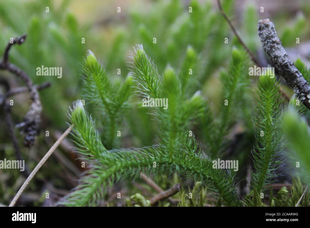 moss green fluffy grass close up in the forest in summer spring young
