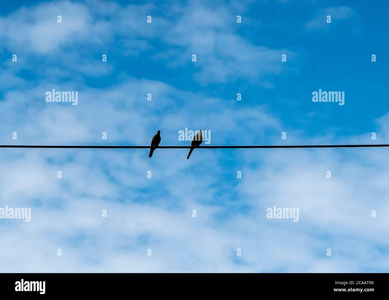 Birds on wire hi-res stock photography and images - Alamy