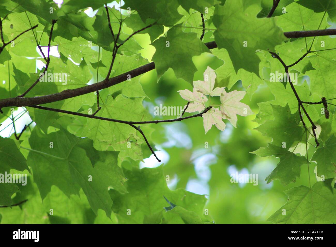 Leaves that are on a tree, but one is a different shade of green. Stock Photo