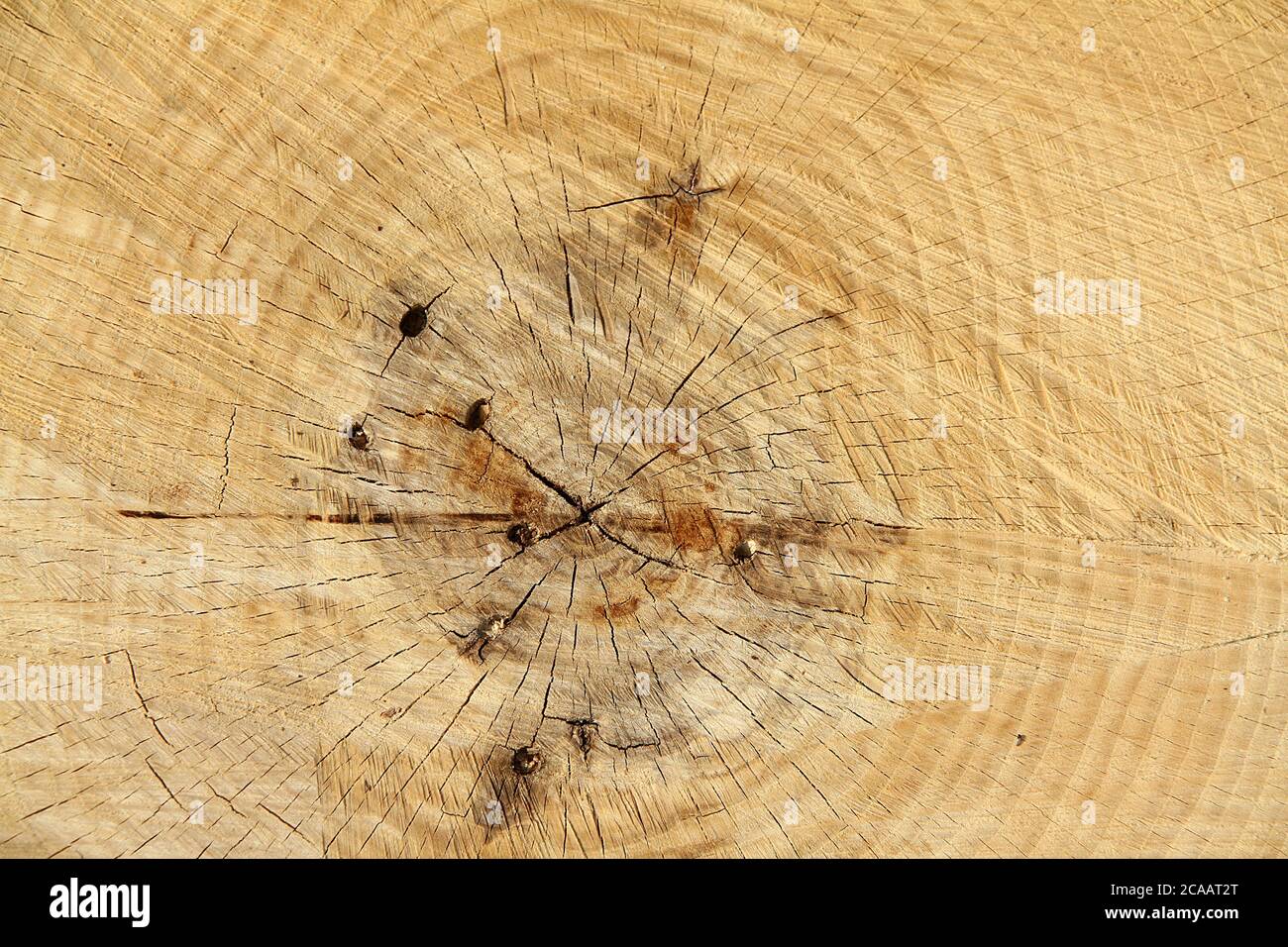 Close-up of a cross section of a tree Stock Photo