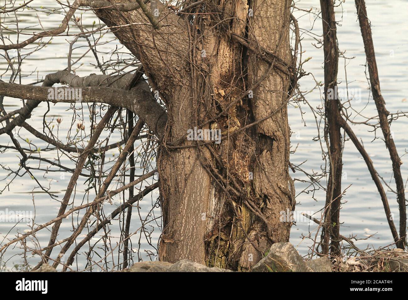 Vines growing over a tree in Virginia, U.S.A Stock Photo Alamy