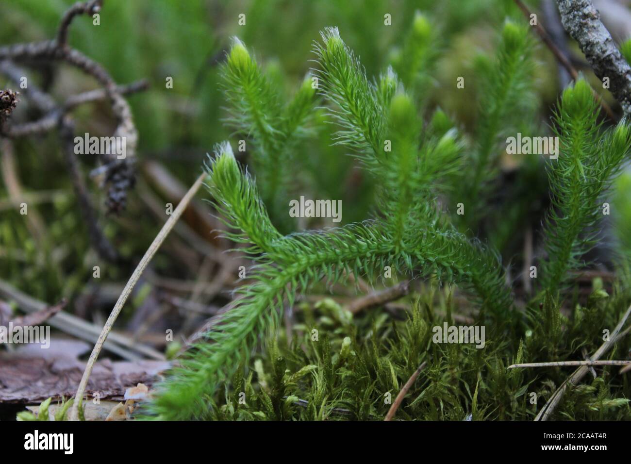moss green fluffy grass close up in the forest in summer spring young