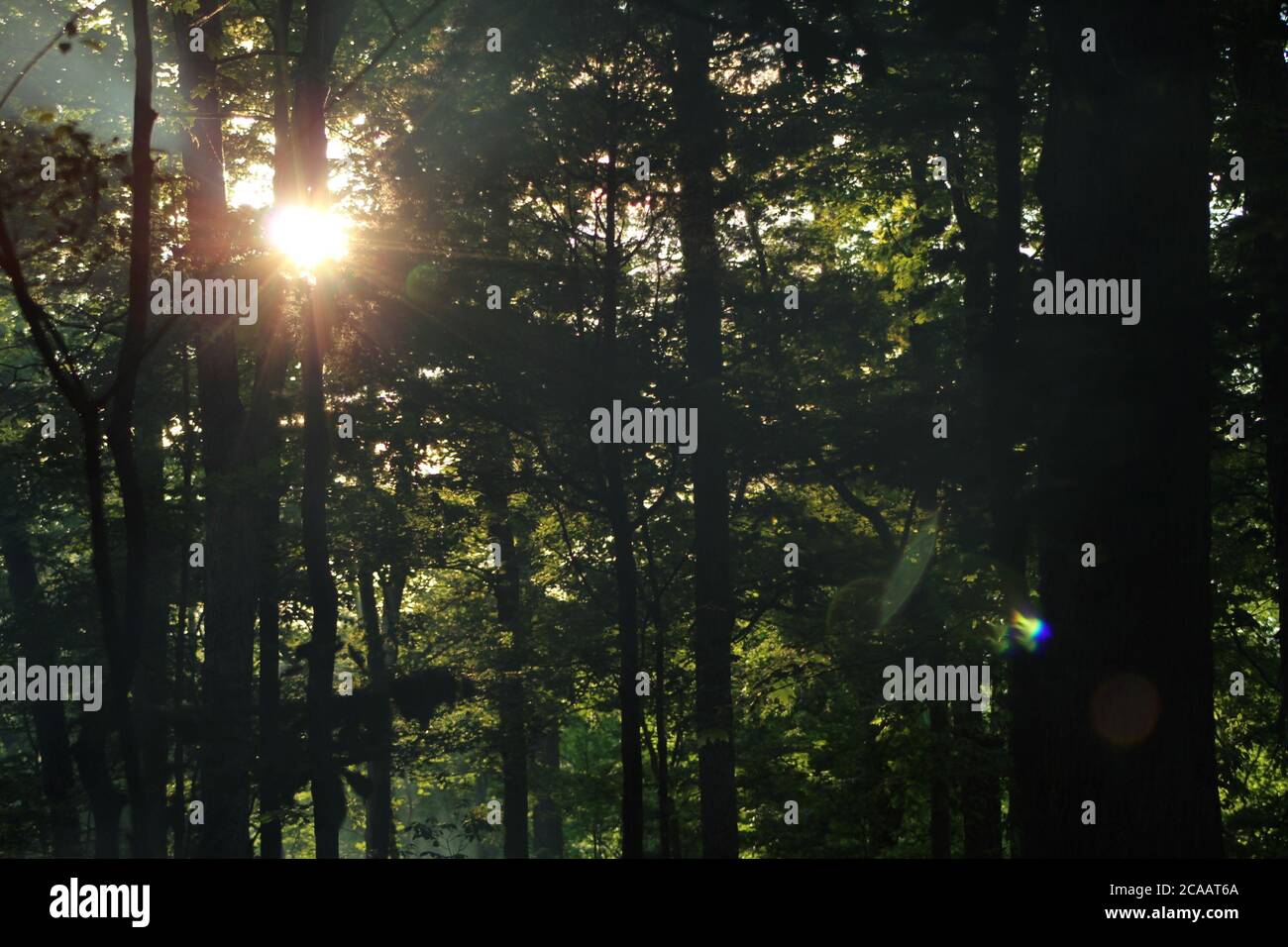 The sun peaking through some trees. Stock Photo