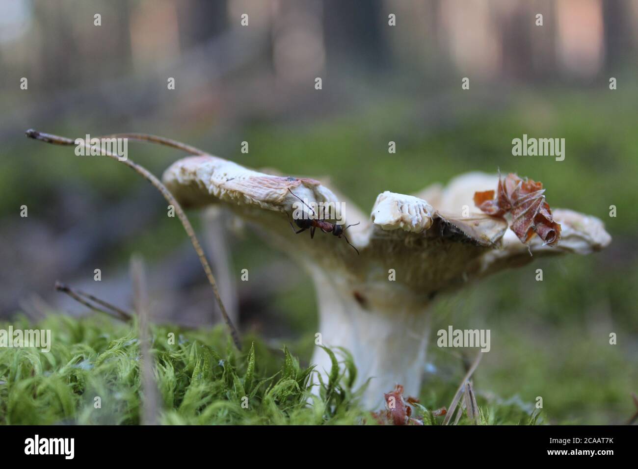 the brown cap of the mushroom is visible from the grass behind a stick a club mushrooms grow in the woods collecting mushrooms rest a mushroom of whit Stock Photo