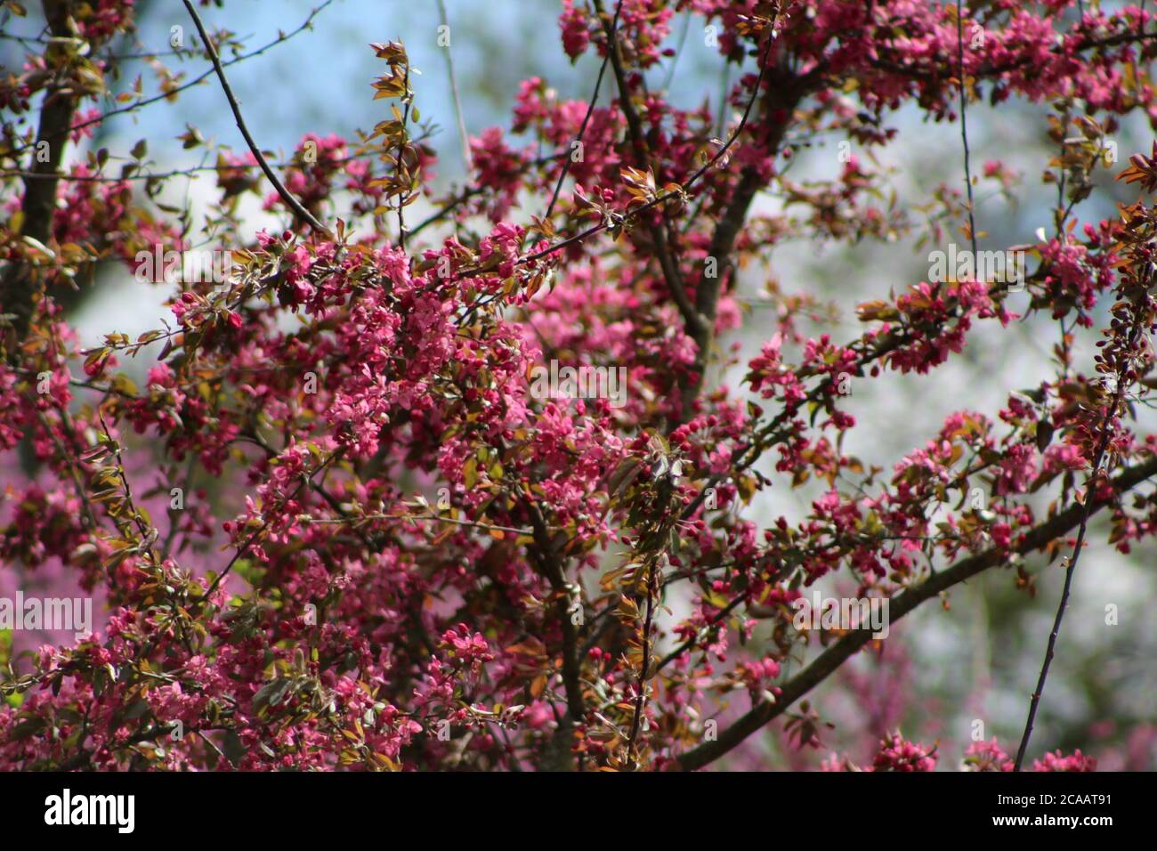 Tree/Bush with pink flowers on it. Stock Photo