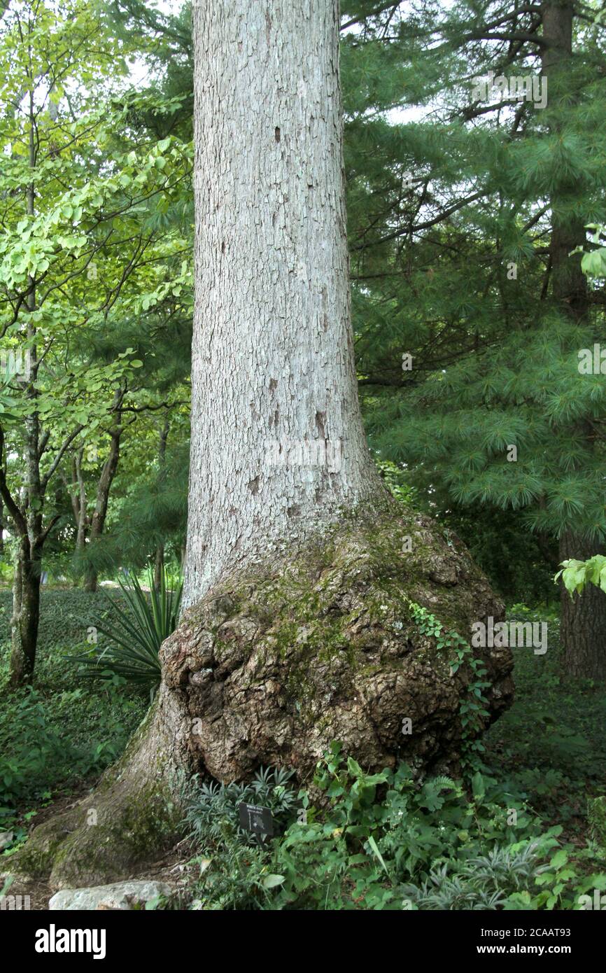 Large burl at the base of a tree Stock Photo