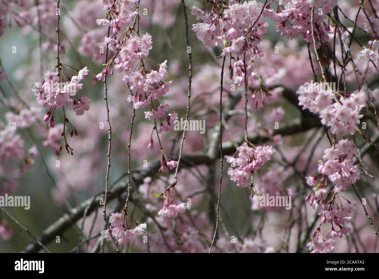 Flowers on a tree that are hanging down. Stock Photo