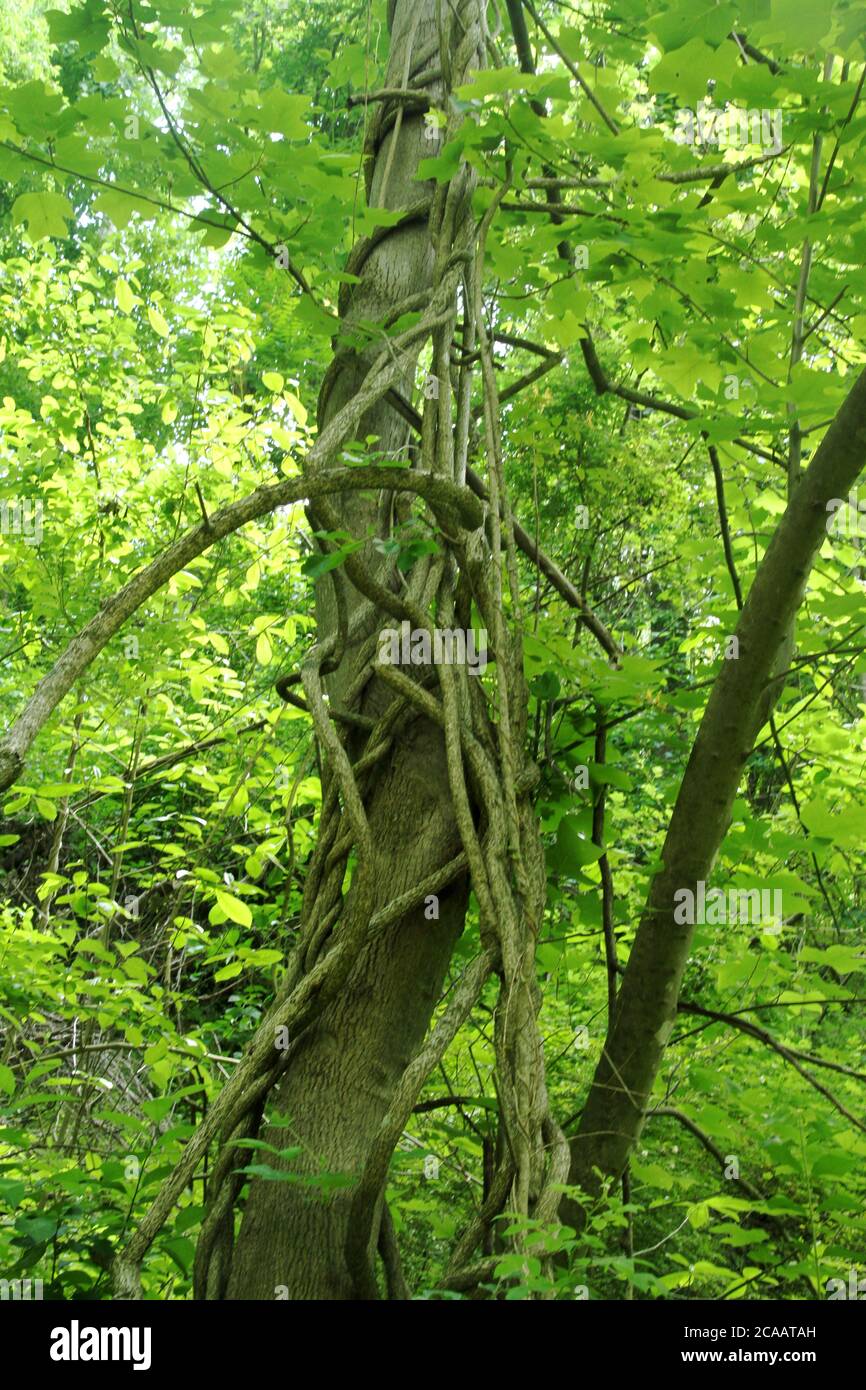 Large vines growing over a tree in Virginia, U.S.A Stock Photo Alamy
