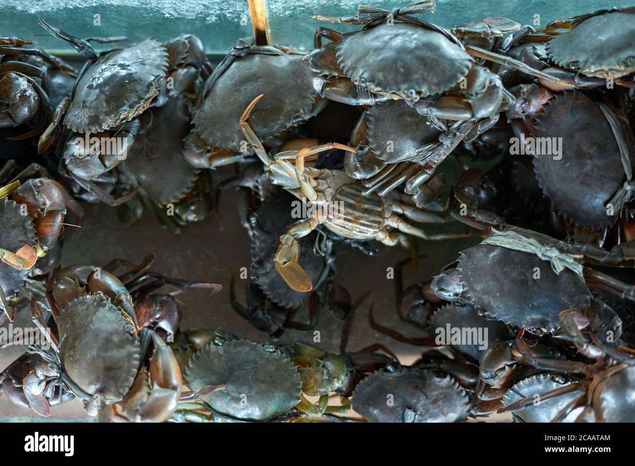 Mud crabs for sale at the local Indonesian market Stock Photo Alamy