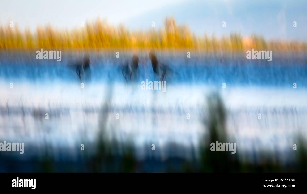 Bird and nature. Abstract nature. Motion blur background. Stock Photo