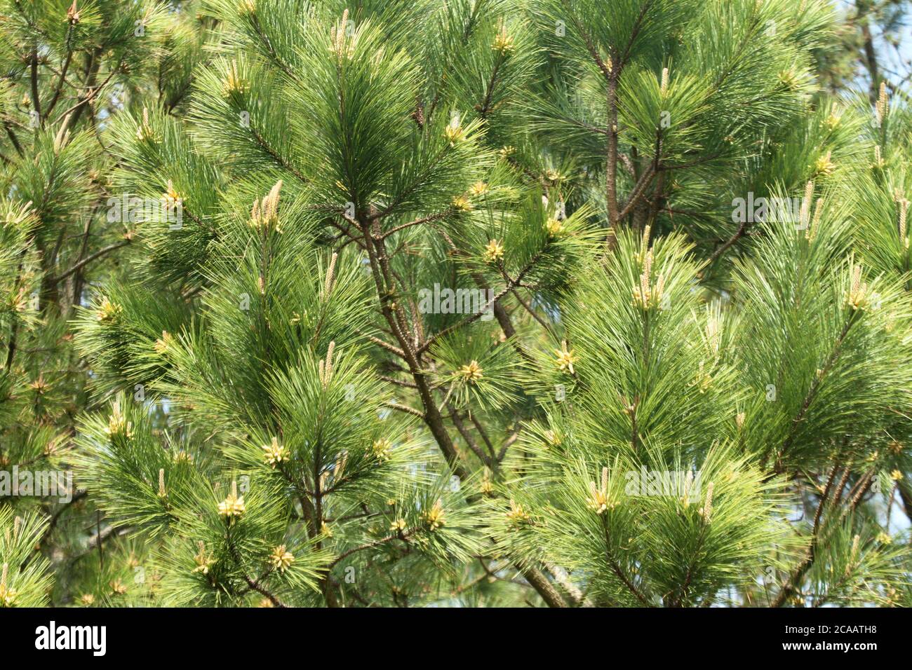 Male and female pine cones in springtime Stock Photo