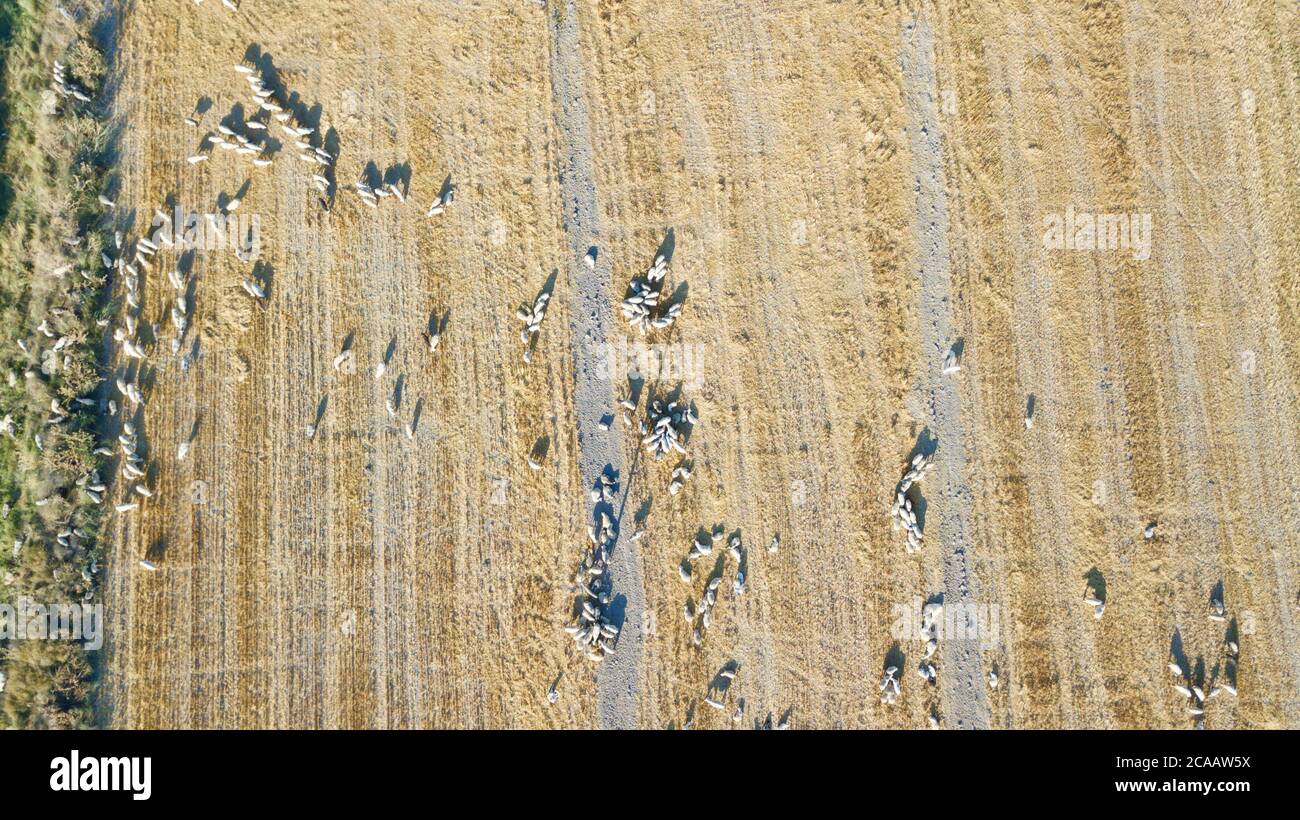 aerial view of a wheat field in the countryside Stock Photo