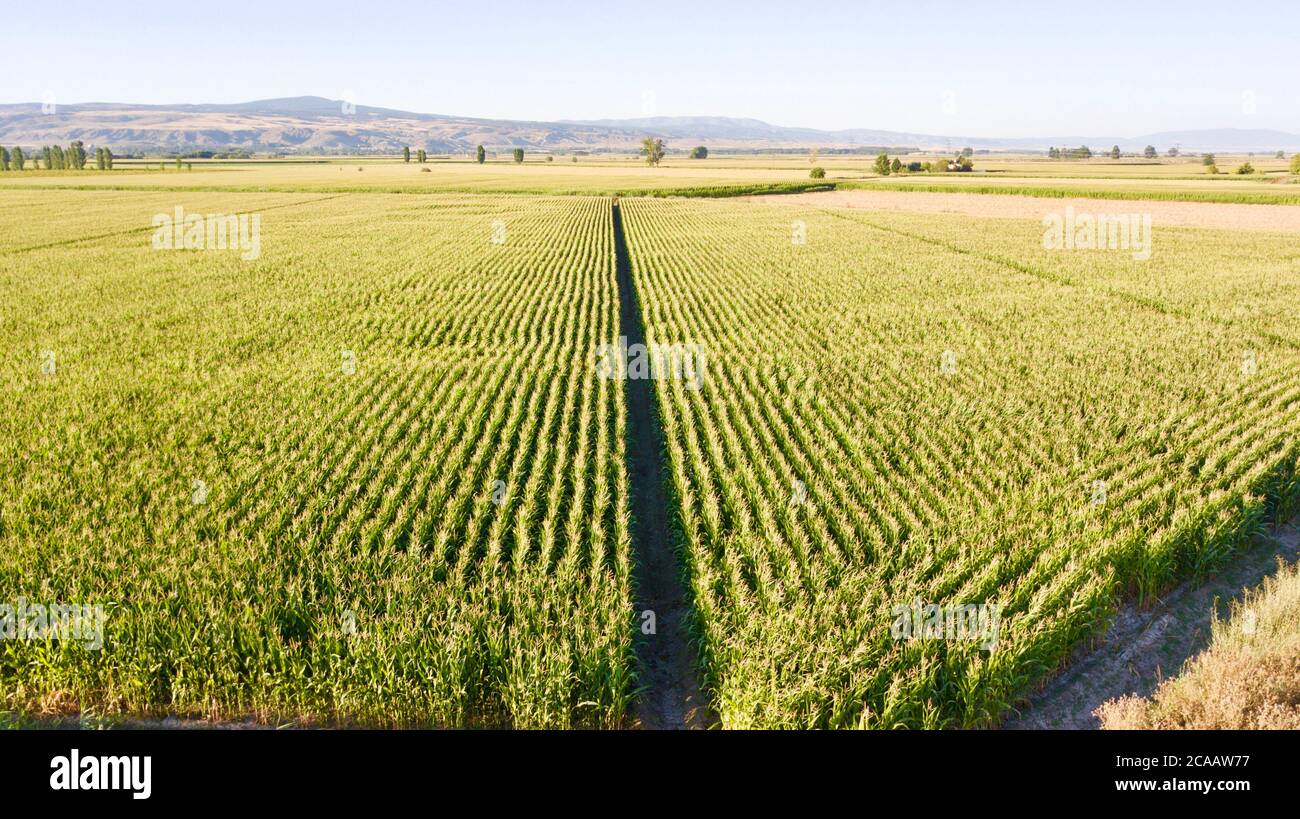 Aerial view of sunflower field at sunset Stock Photo