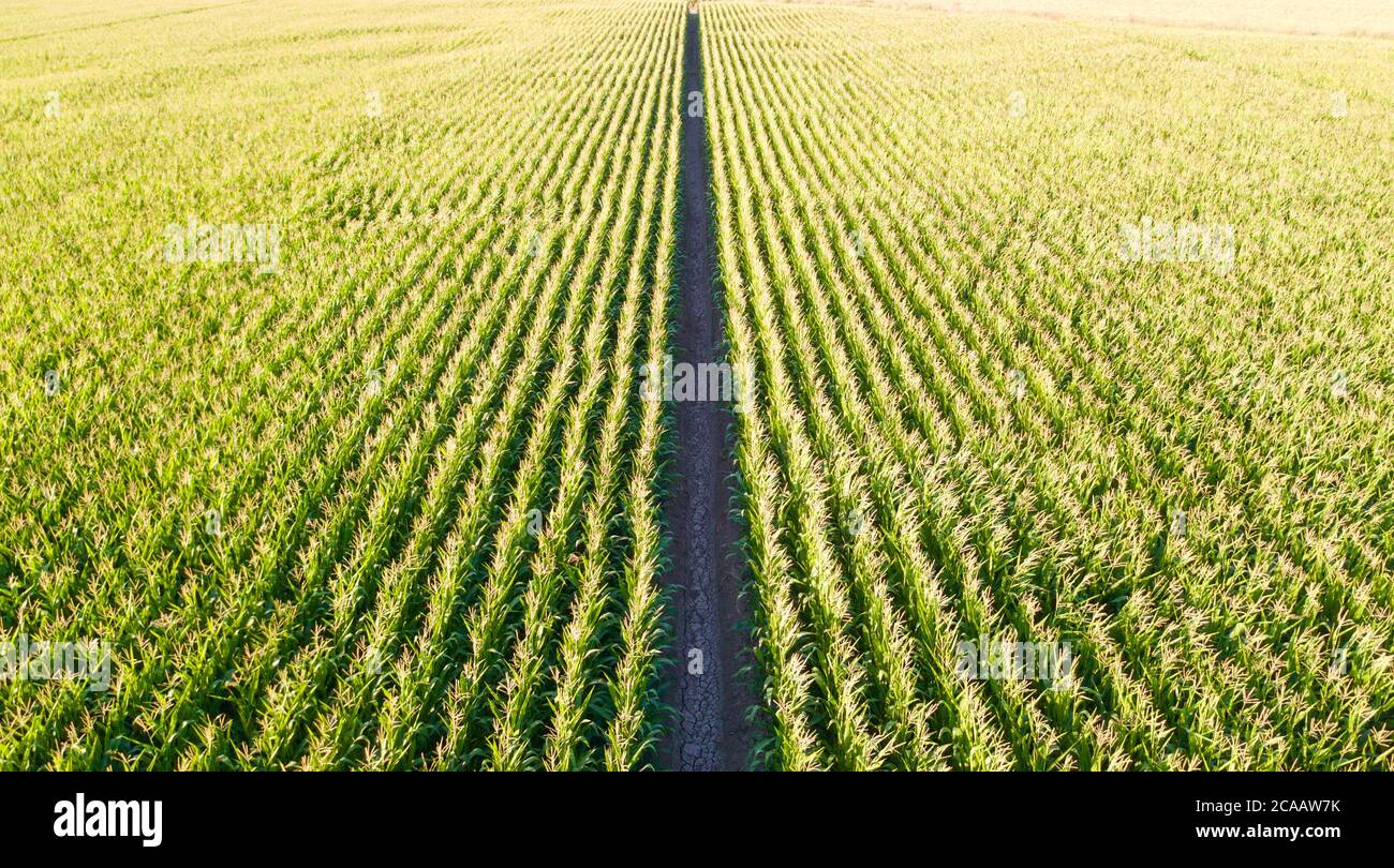 Aerial view of sunflower field at sunset Stock Photo