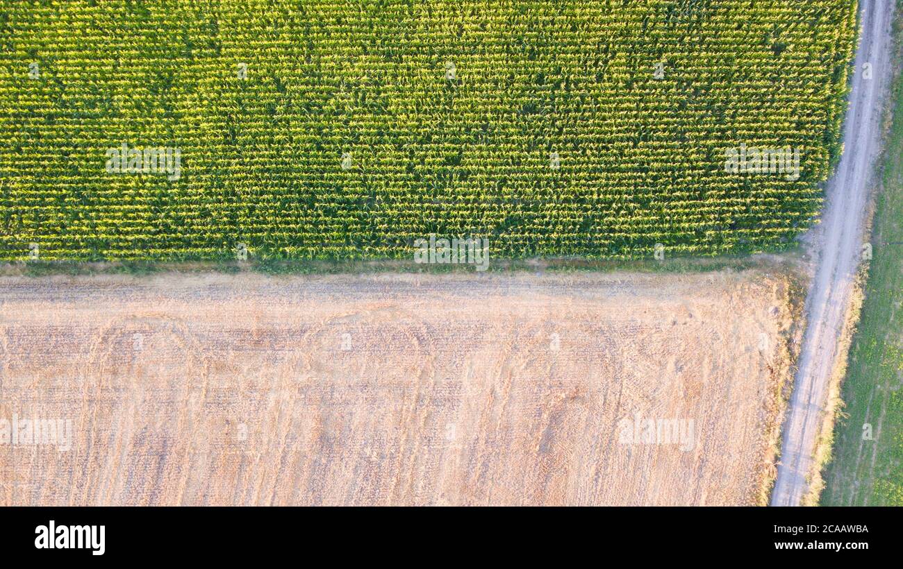 Aerial view of sunflower field at sunset Stock Photo