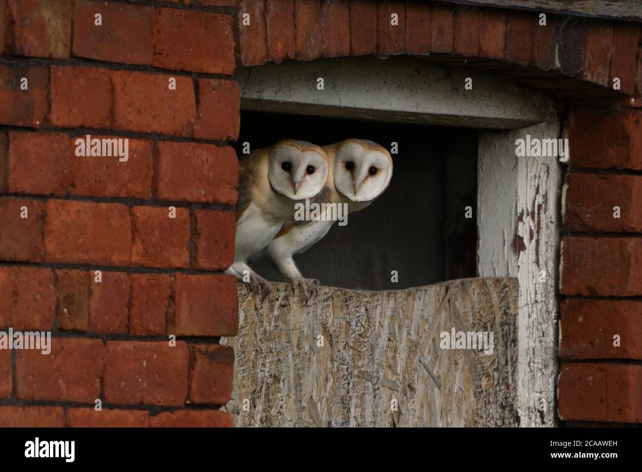 A pair of juvenile barn owls sat on a board covering a barn doorway Stock Photo