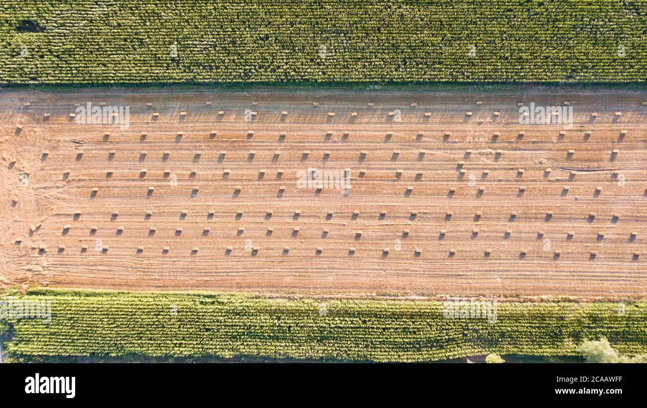 aerial view of a wheat field in the countryside Stock Photo