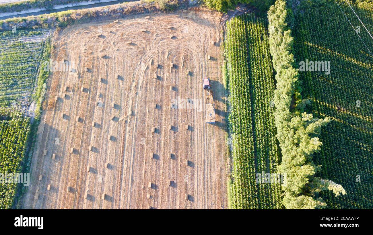 aerial view of a wheat field in the countryside Stock Photo