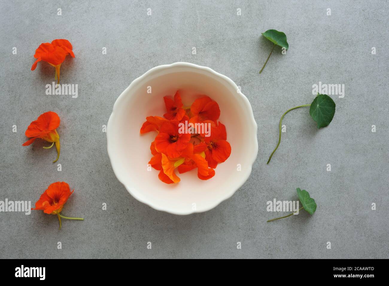 Nasturtium plant hires stock photography and images Alamy