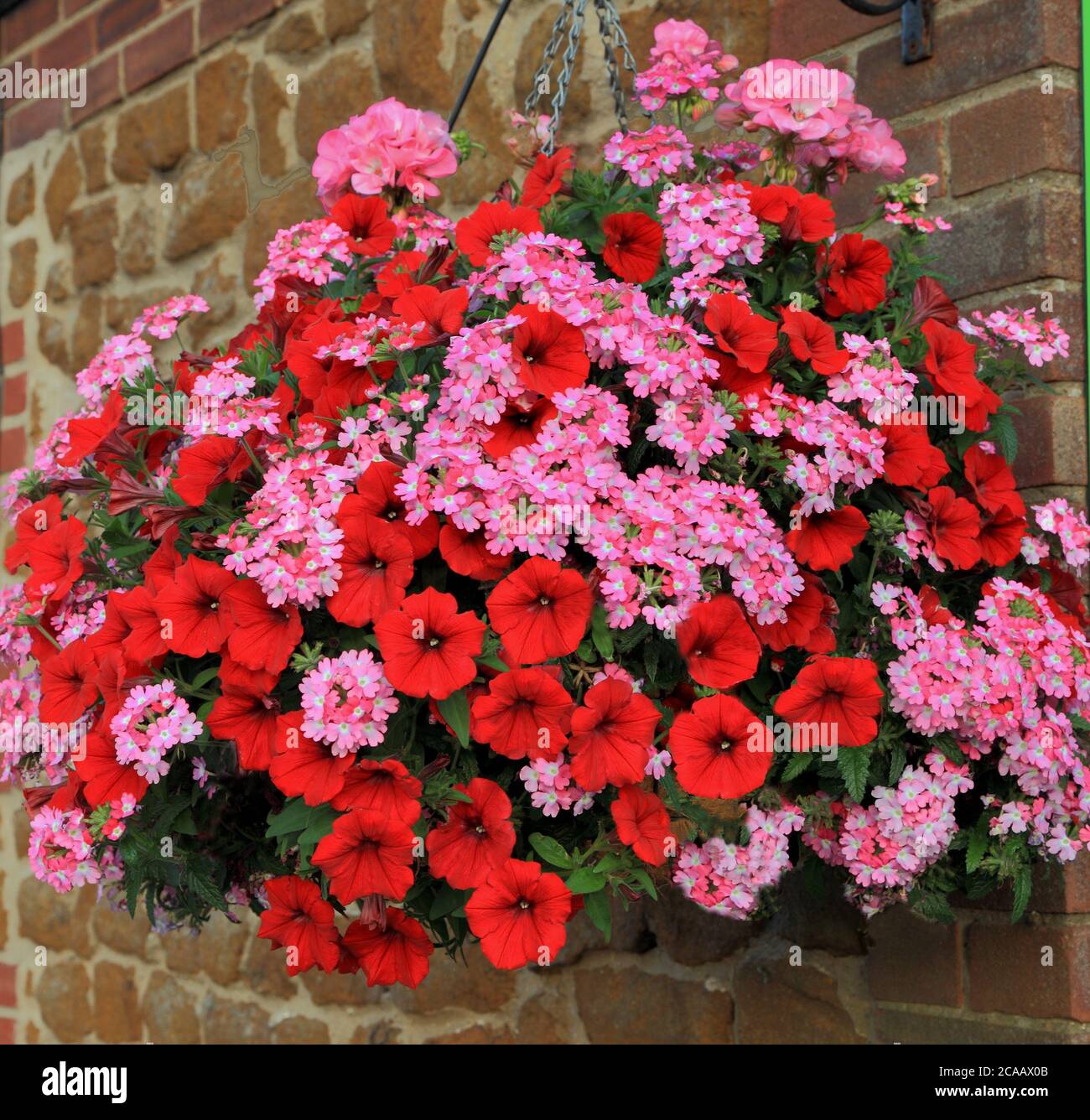 Hanging basket, red and pink combination, petunias, red petunia