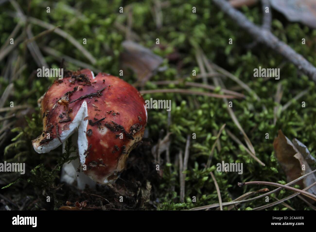 mushrooms forest mushroom picking mushroom pickers quiet hunting vegetarianism mushroom on a white leg and brown top hat boletus white mushroom edible Stock Photo